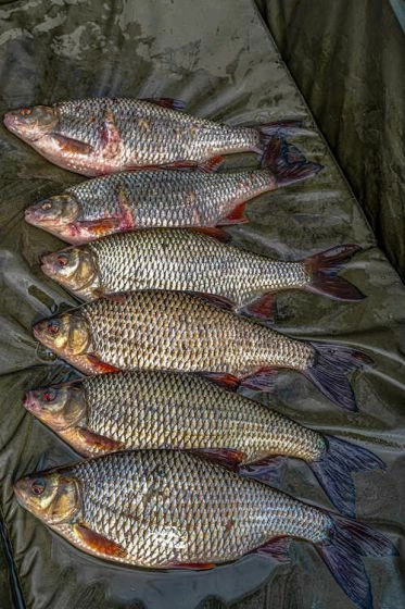 Korum - Supa Lite Fast Mat - XL 4 Korum - Supa Lite Fast Mat - XL - Image 4