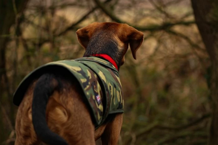 Cotswold Aquarius - Green Dog Jacket 7 Cotswold Aquarius - Green Dog Jacket - Image 7