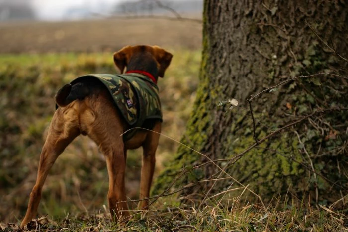 Cotswold Aquarius - Camo Dog Jacket 12 Cotswold Aquarius - Camo Dog Jacket - Image 12